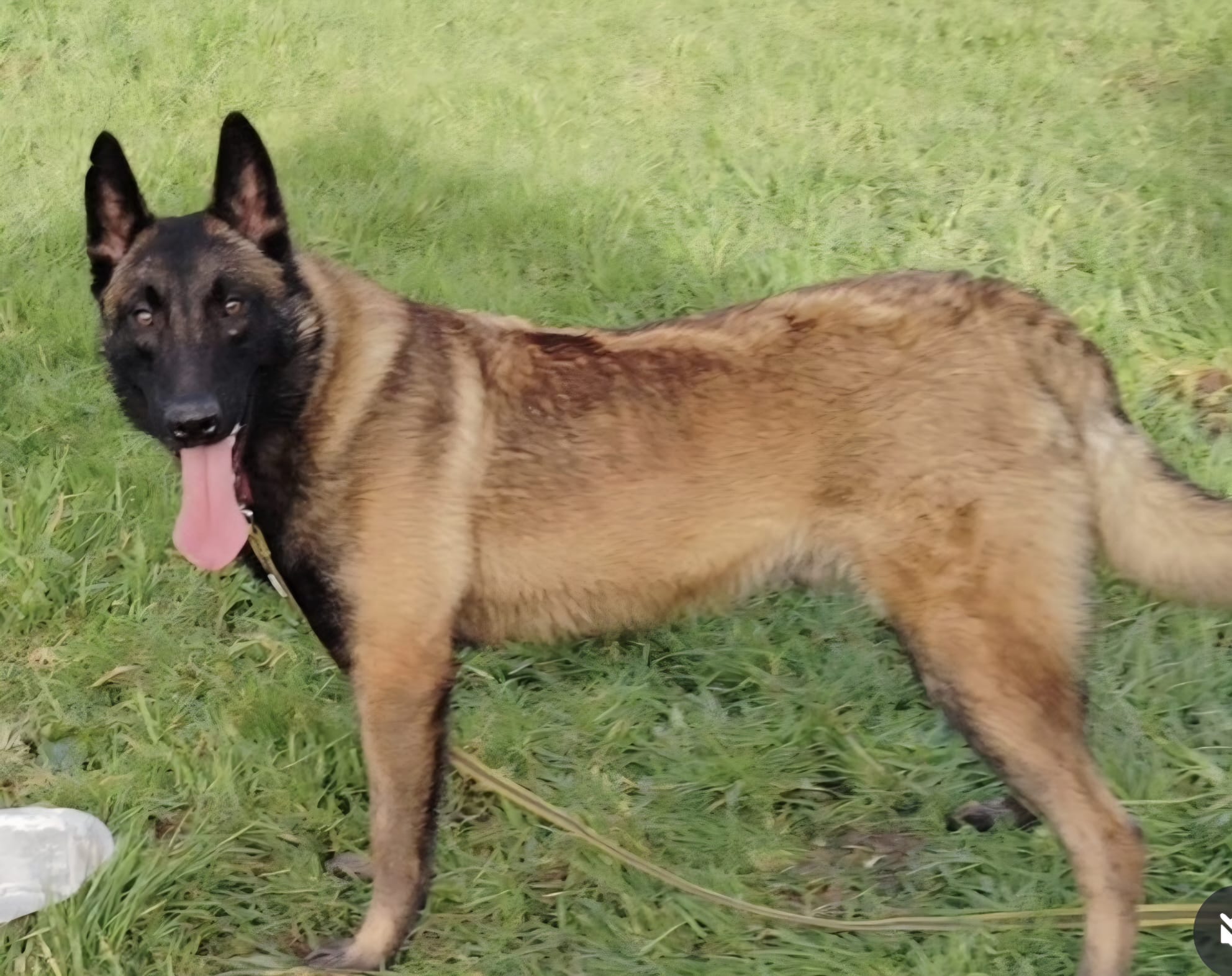 Astor Browndeamon — Elite Protection Dog